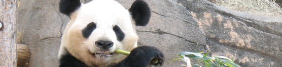 New Bonus Added: “SEO After Panda” Report